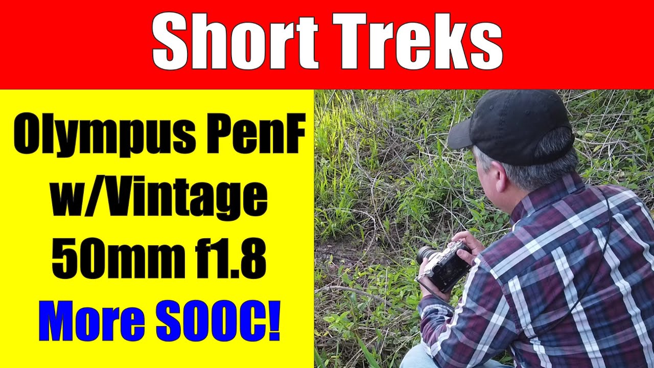 Olympus Pen F with Vintage Olympus 50mm f1.8 Woodland Photography ep.303