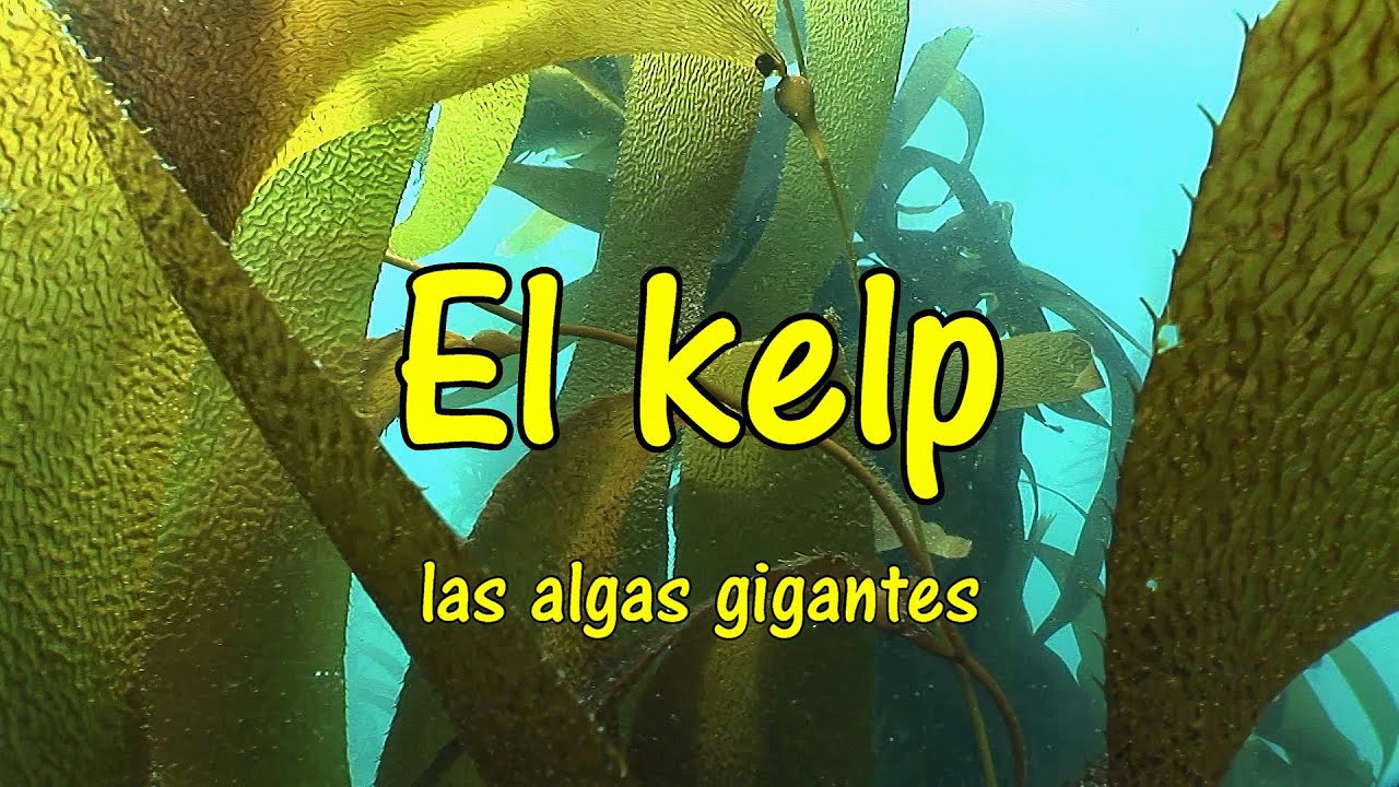 Los bosques de algas gigantes, el kelp. What is a kelp forest?