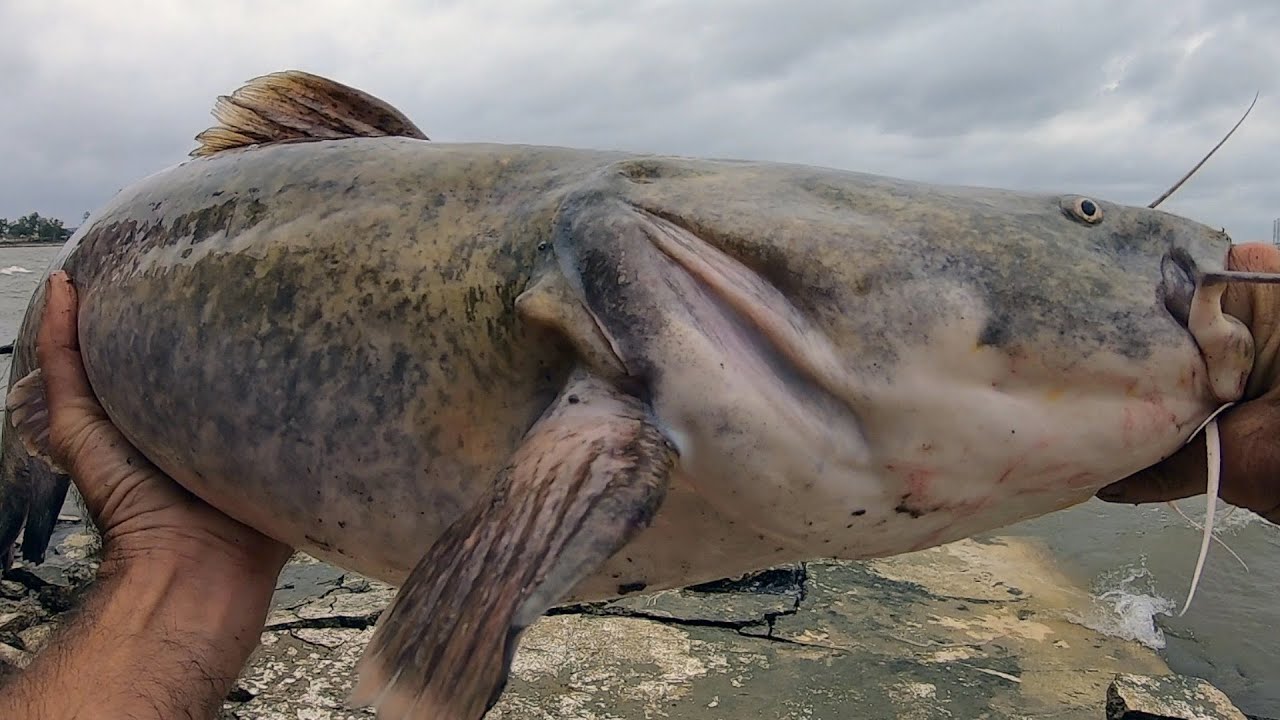 Flathead Catfish From Very Rough Hurricane Water