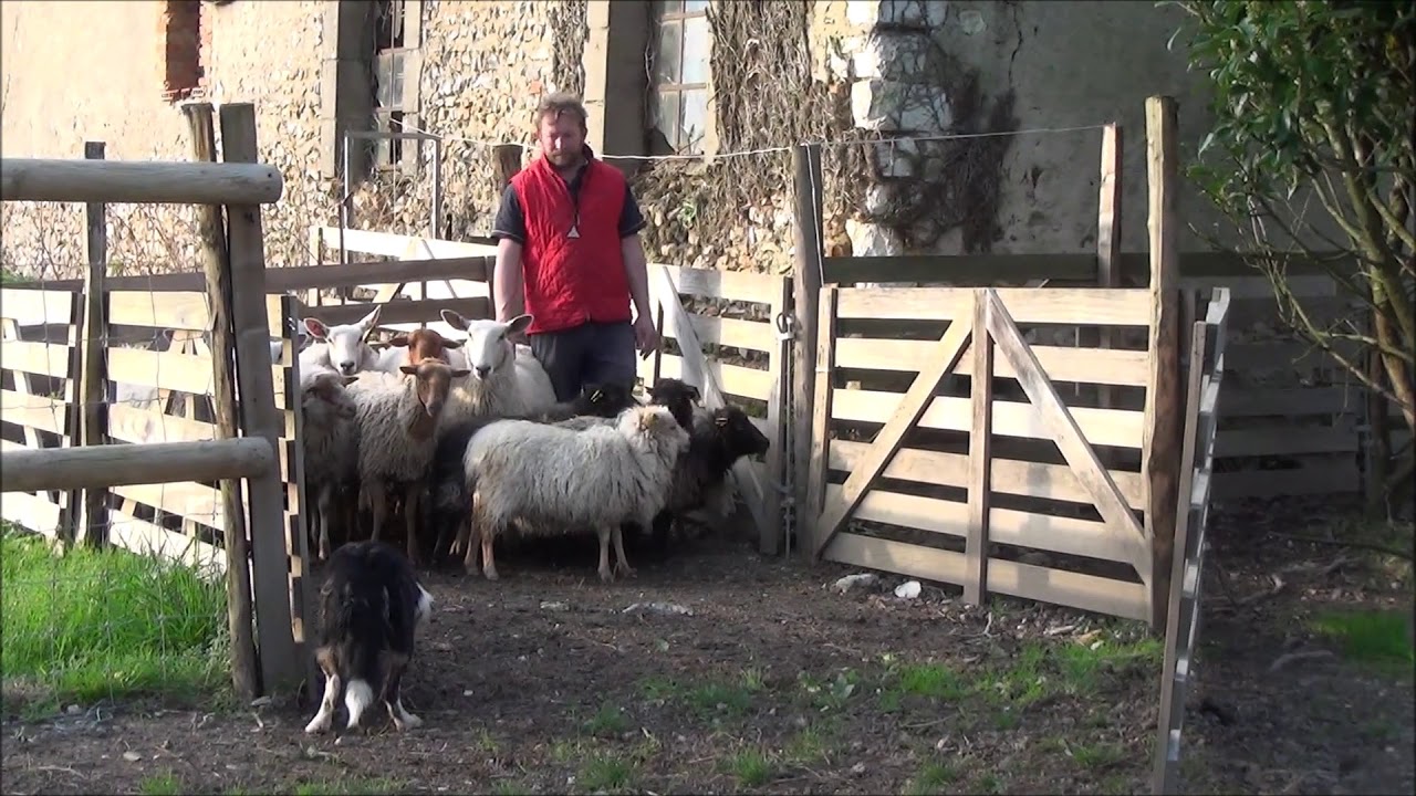 Connivence - Élevage de Border Collie.