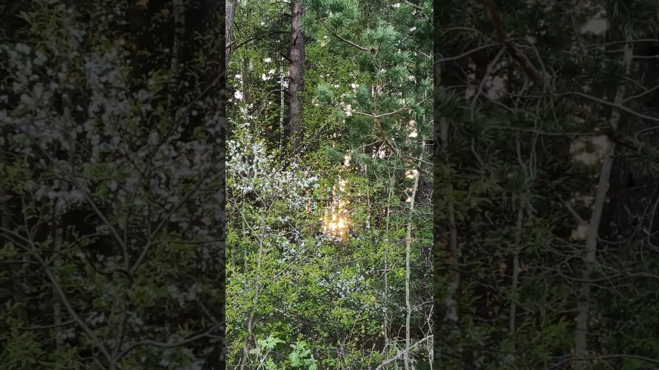 Magical Sunset in the Forest: Relaxation and Nature Sounds 😍🌲🌿⛅🥰