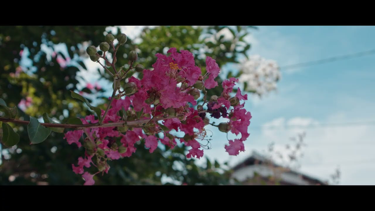 Canon EOSM Back yard 3K Phantom Lut Utopia