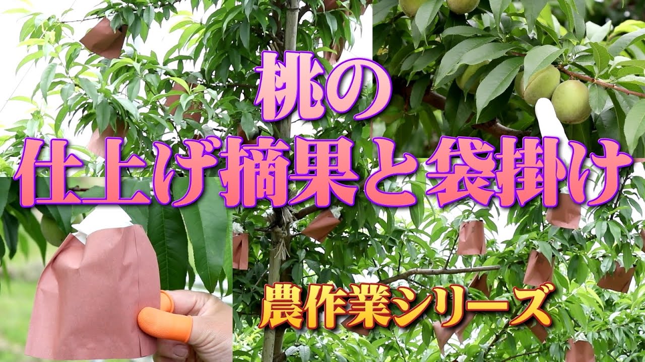 桃の仕上げ摘果と袋かけ／農作業シリーズ（モモ）