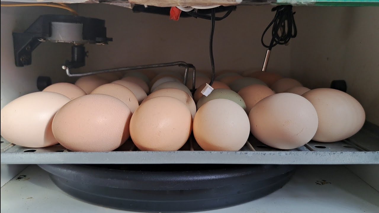 Colocando ovos na chocadeira eclo