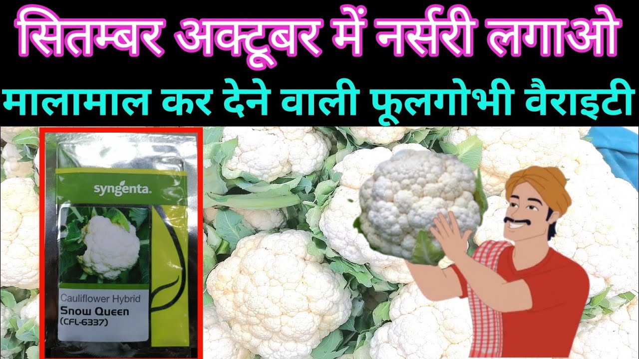 सितम्बर अक्टूबर में लगाई जाने वाली फूलगोभी वैराइटी //segenta snow Queen cauliflower verayti cfl 6337