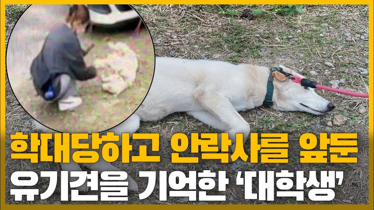 학대당하고 안락사를 기다리던 유기견을 기억한 대학생