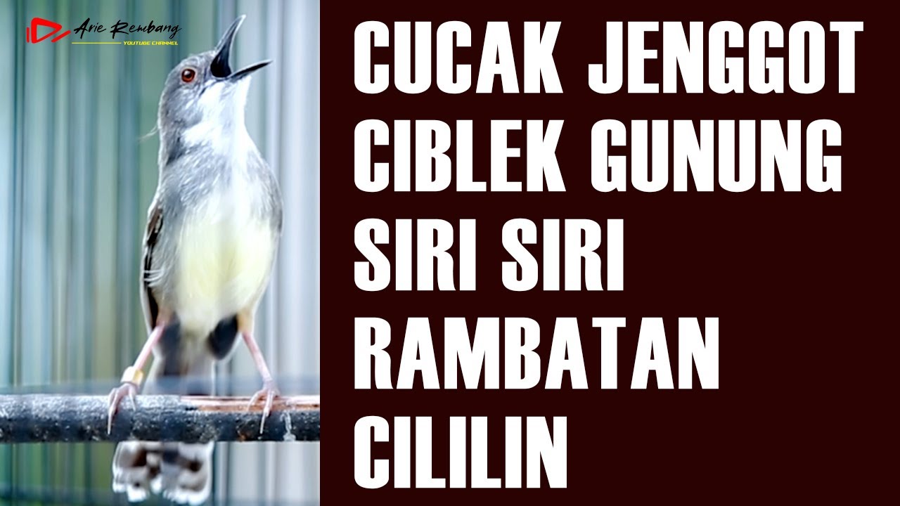 MASTERAN CUCAK JENGGOT - CIBLEK GUNUNG - SIRI SIRI - RAMBATAN - CILILIN