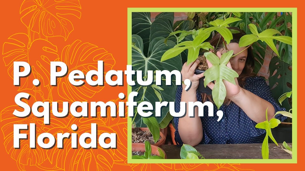 PHILODENDRON PEDATUM, SQUAMIFERUM, FLORIDA | How To Tell Which One Is Which