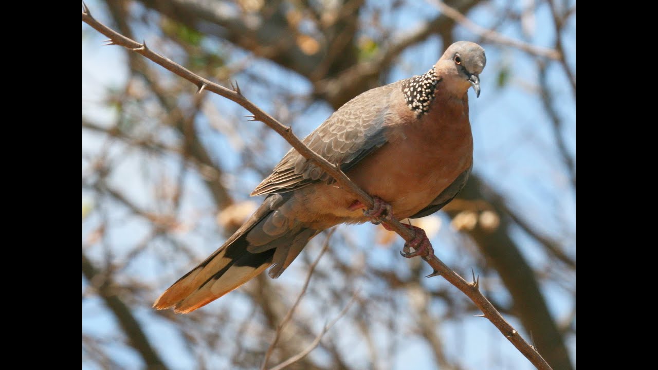 Calls of a Spotted Dove - HD Audio