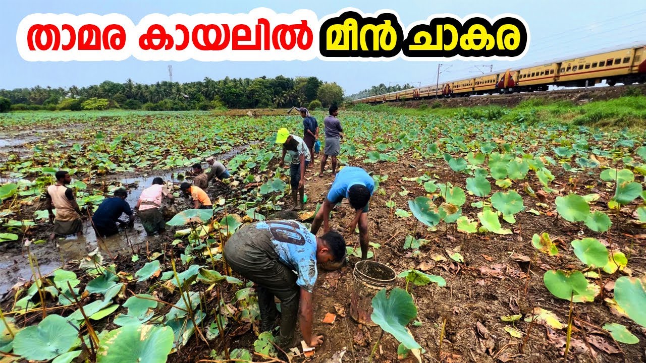 Village fishing | താമര കായലിൽ മീൻ ചാകര