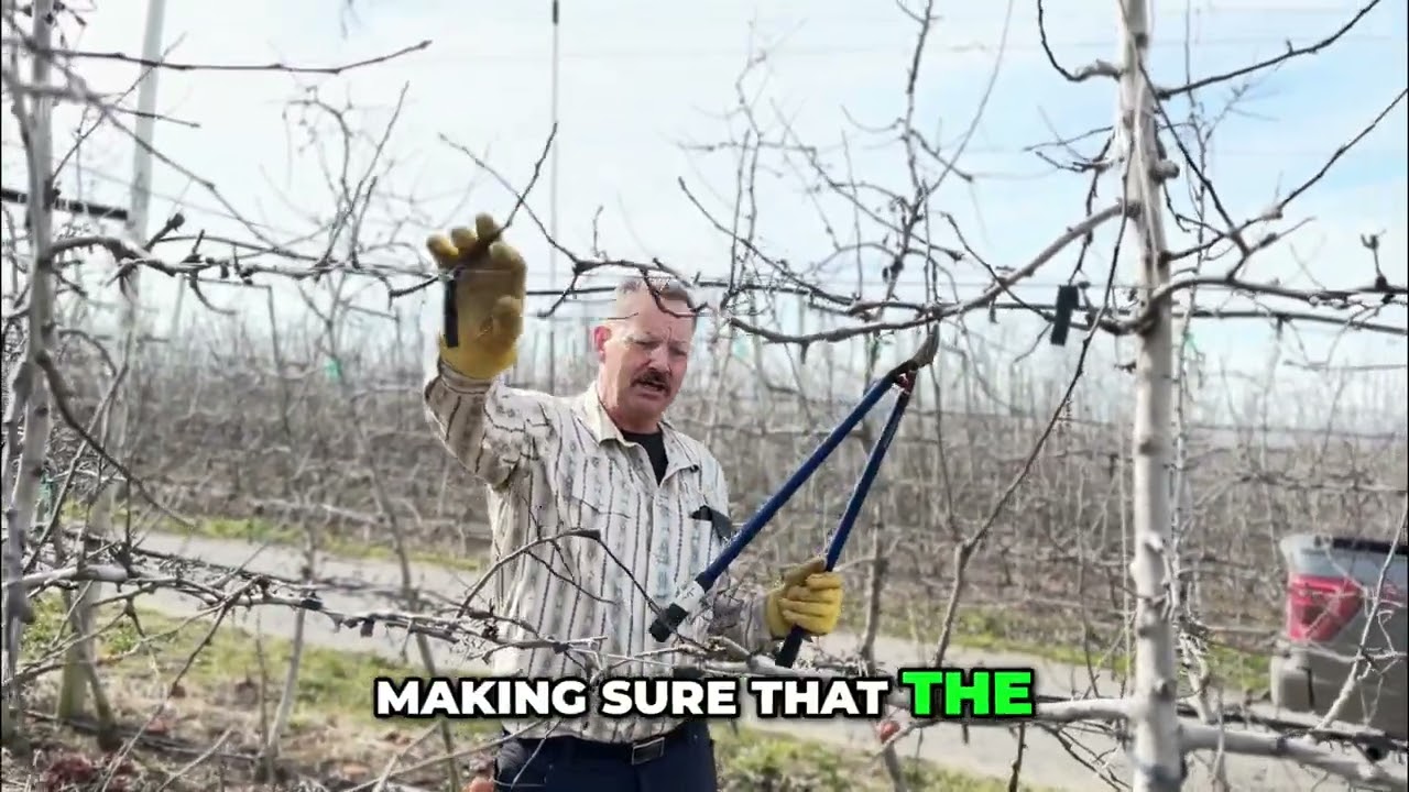 Apple Tree Pruning Secrets: More & Better Fruit! #shorts