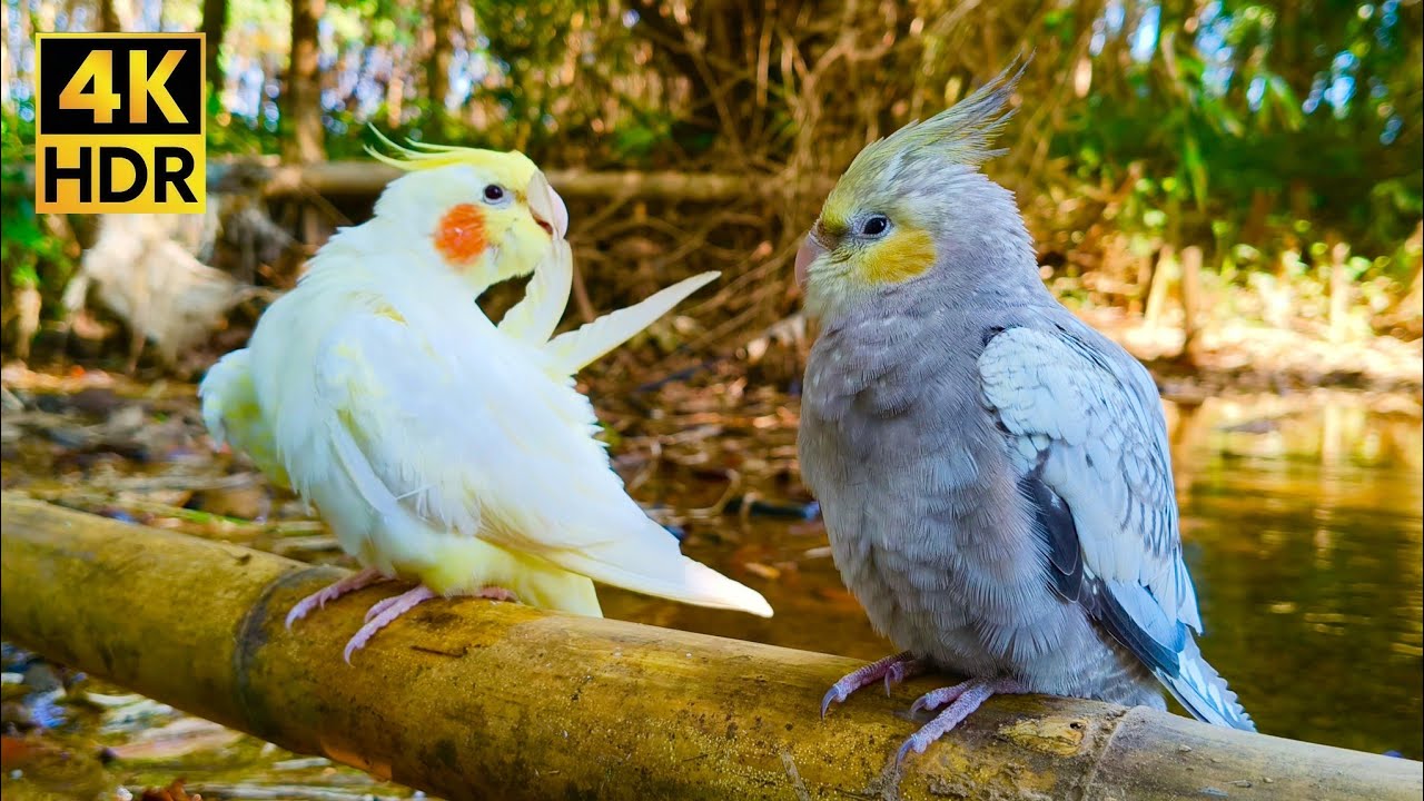 1 Hour Relaxing Cockatiel Sounds in Nature 🌿 Soothing River & Forest Ambience
