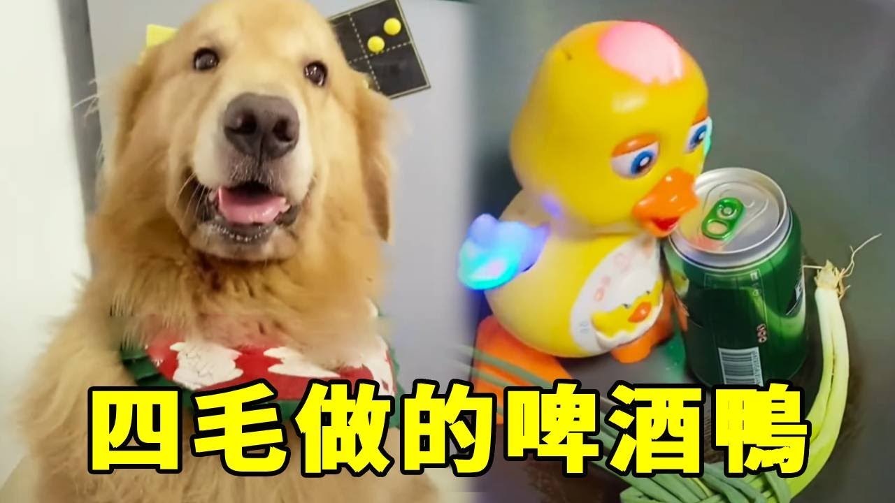 毛爸要四毛做啤酒鴨，沒想到四毛竟是這樣做的，毛爸氣到當場暈倒！【起错名的四毛】