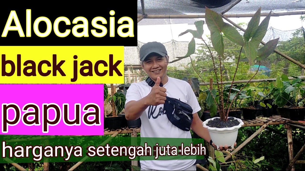 Harga Alocasia Black jack papua petani 38