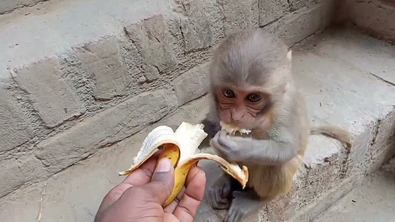 Hungry baby monkey eating banana 🍌🍌🍌🍌