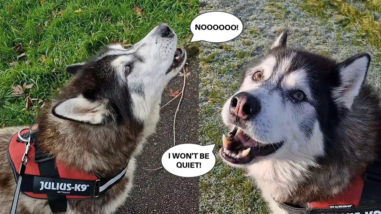 Husky Talks Back Like He Understands Every Word!