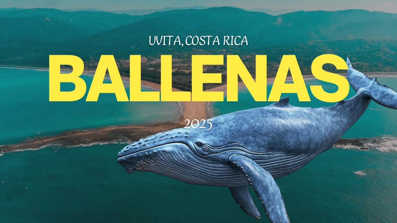 Vi ballenas por primera vez en Costa Rica