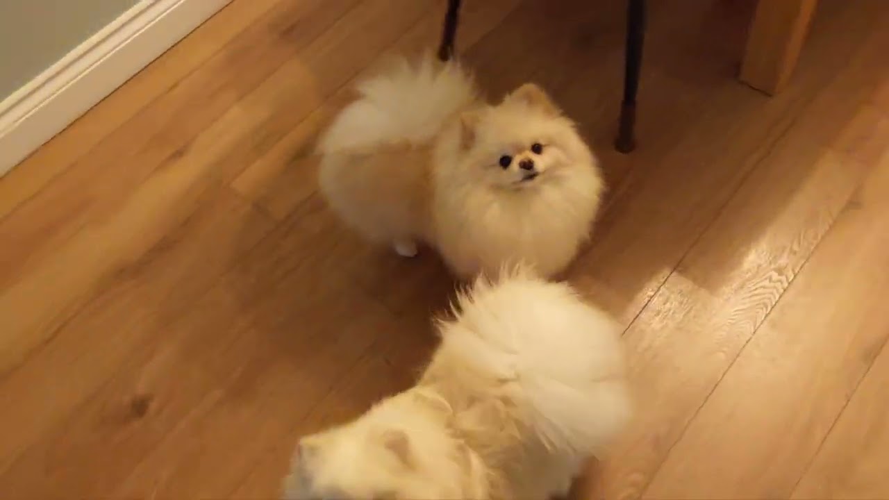 Holly's Mad Moment 😠 😡 호리의 흥분 모먼트