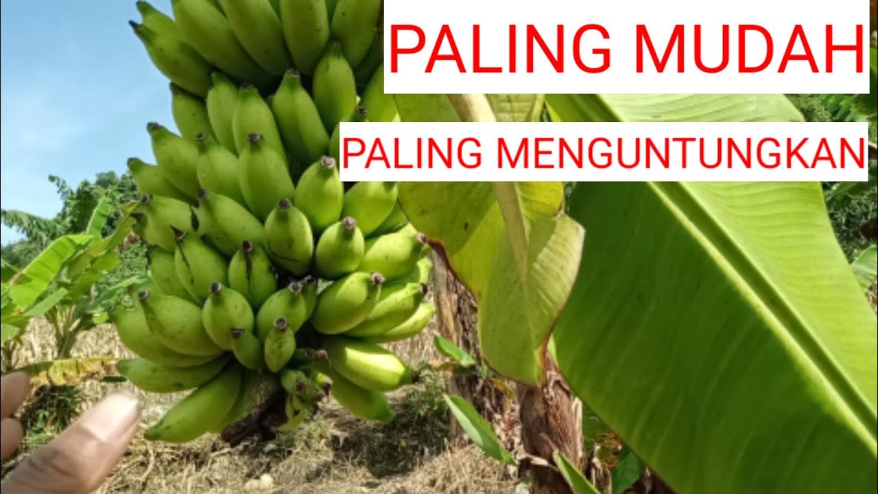 Menanam Pisang Jenis Ini Paling Menguntungkan