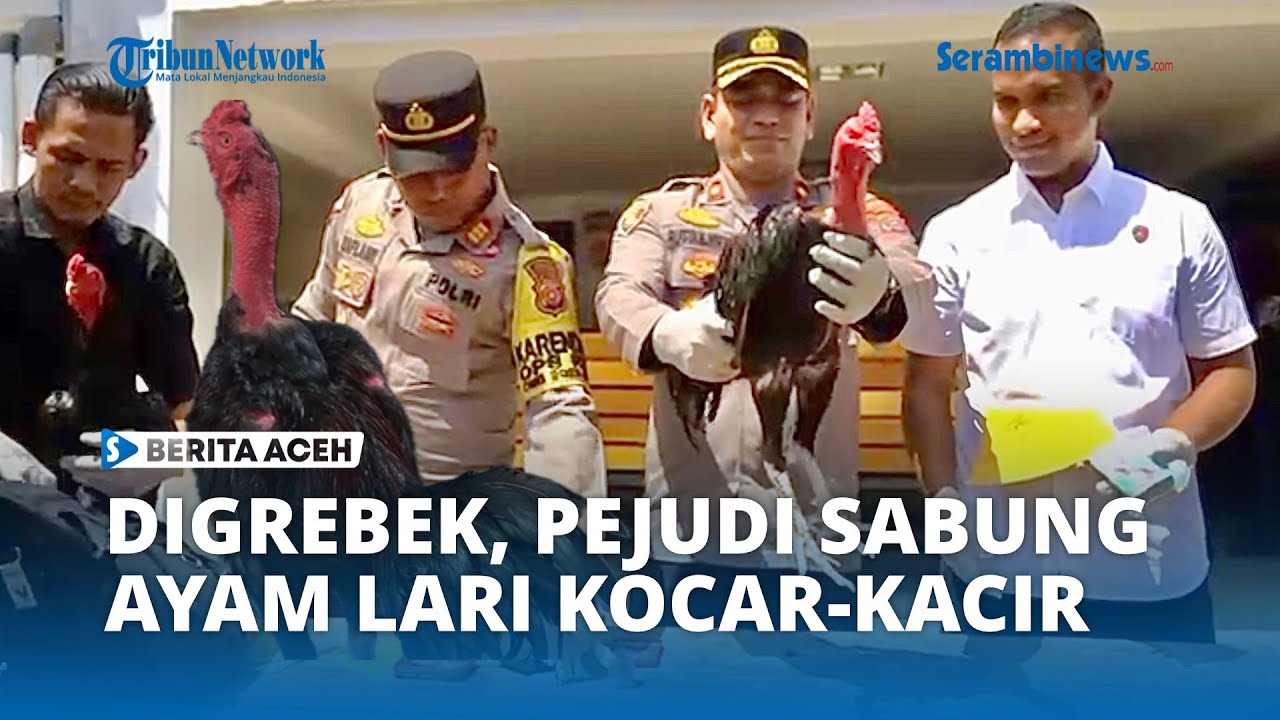 Pelaku Judi Sabung Ayam di Aceh Besar Kocar-kacir Digerebek Petugas, 3 Orang Diamankan