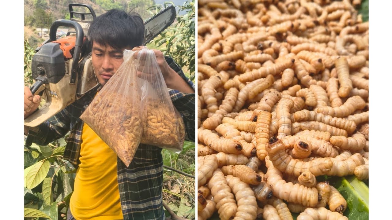 Hunting woodworms with friends