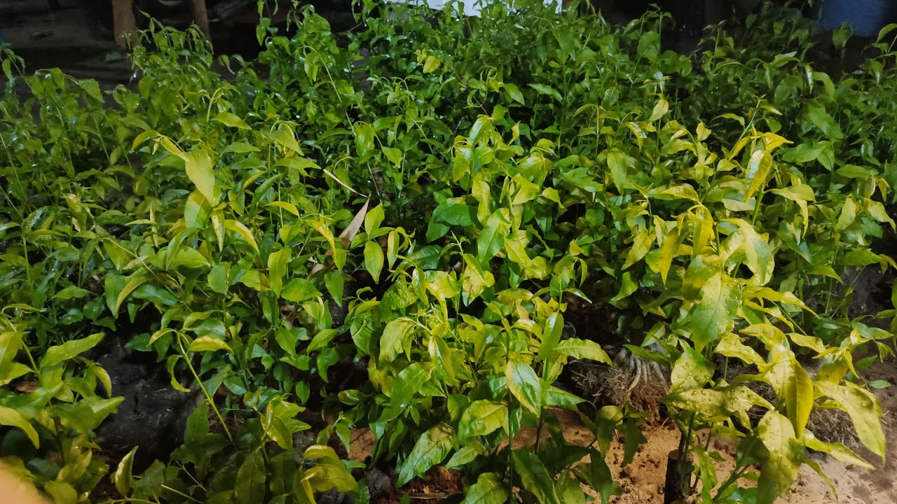 🔴Fress!!! BONSAI PROSPEK TRUBUSAN FRESS