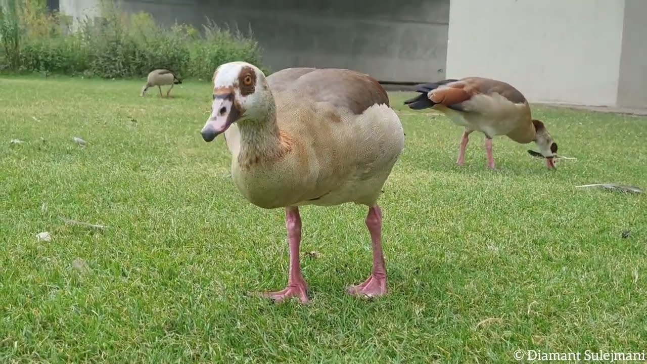Wild, laut, unterschätzt: Die Nilgans im Porträt - Heidelberg
