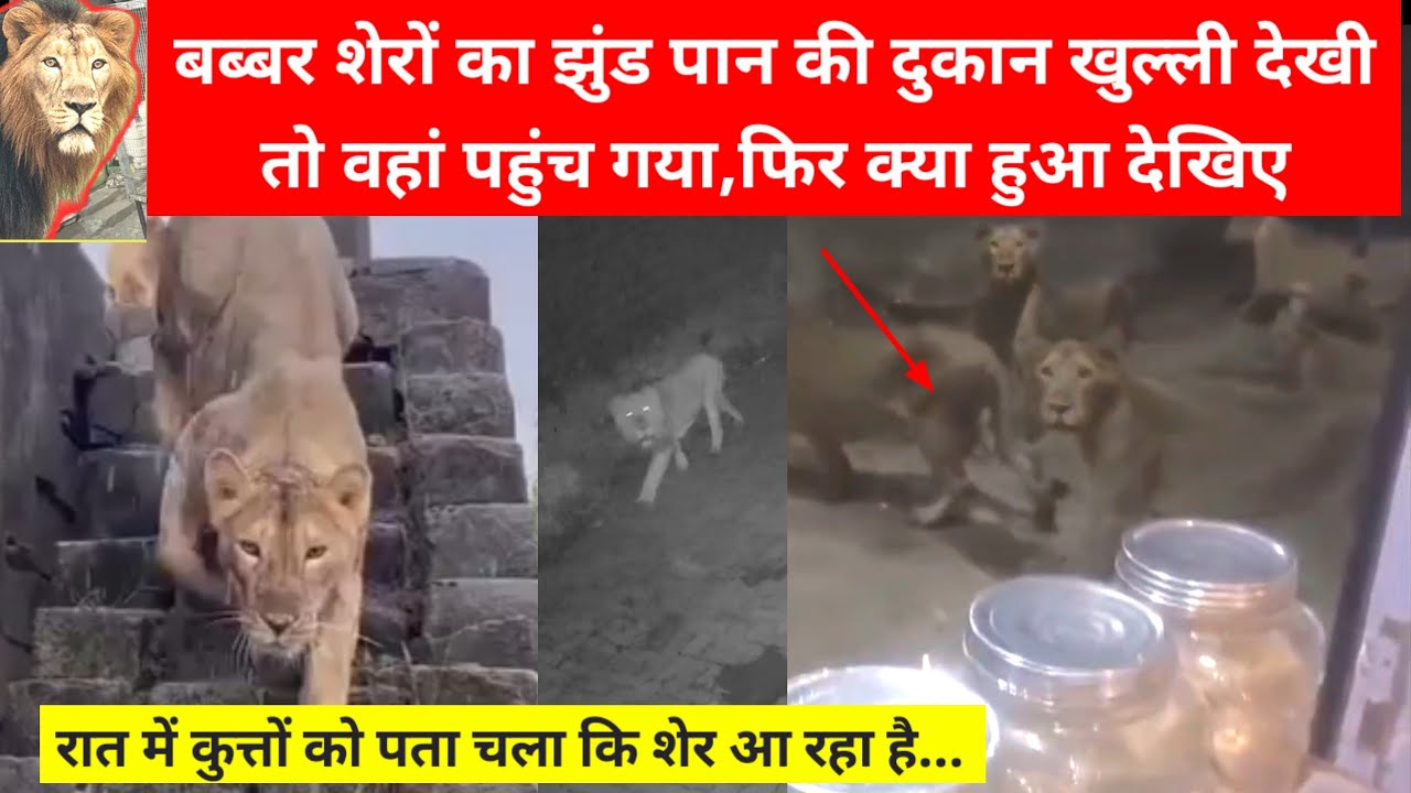 जंगल से शेर पहुंचे गांव में पान की दुकान पर//शेरों को आते देखकर कुत्तों ने क्या किया?// #girlion 