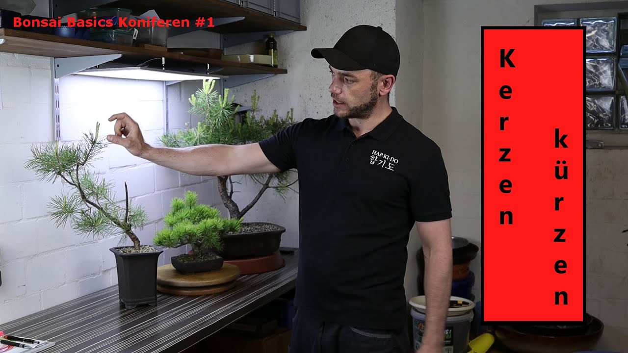 Kerzen kürzen und Wachstum steuern bei Kiefern | Bonsai Basics Koniferen #1