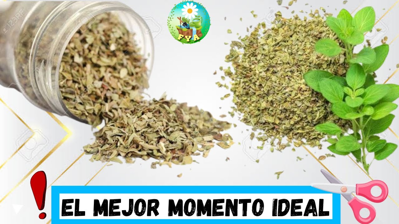 ¿Como se COSECHA y se seca el OREGANO? para mantener su aroma 🍃