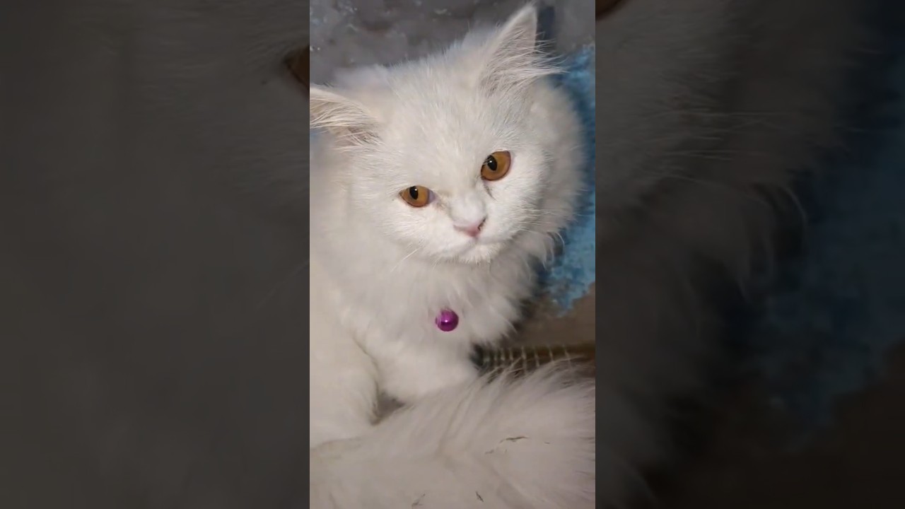 CAT OF HISTORY HAMARE NABI SAW 