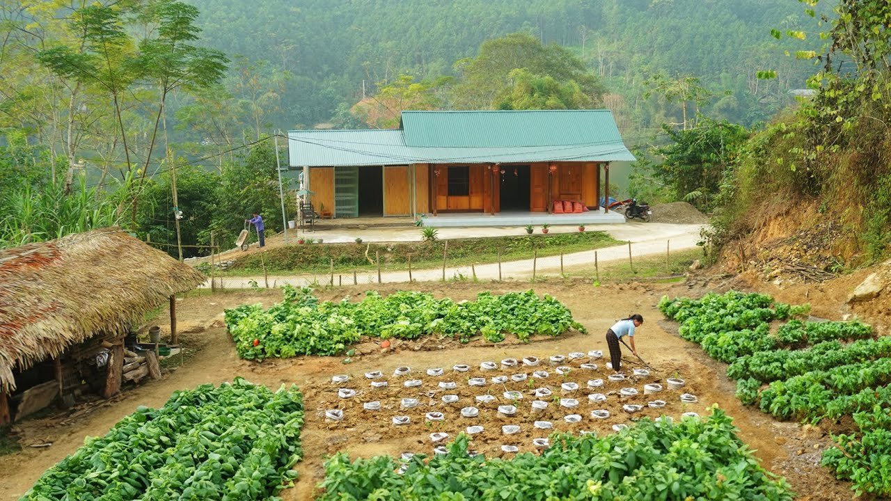Building a dream house: DK build a stone bridge , Lieu plant vegetable garden, life in the forest DK