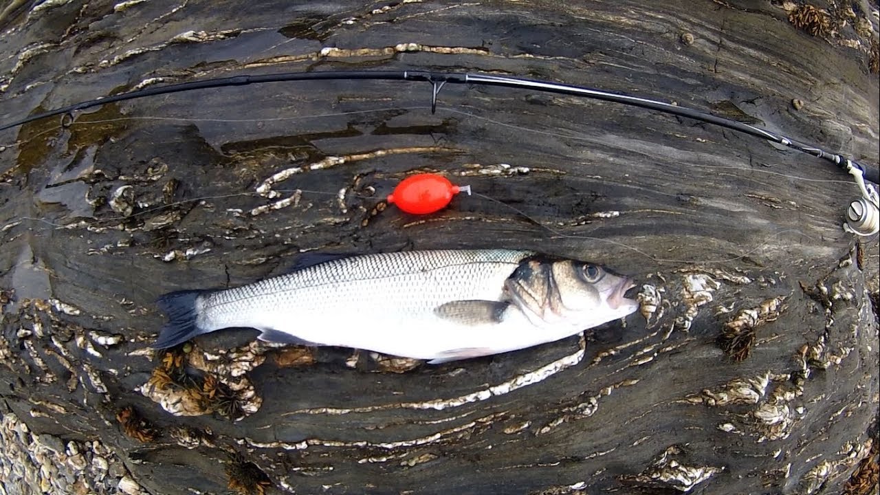 Shore Fishing - An Awesome Way to Fish for Sea Bass - Bubble Float - Shrimp/Prawn