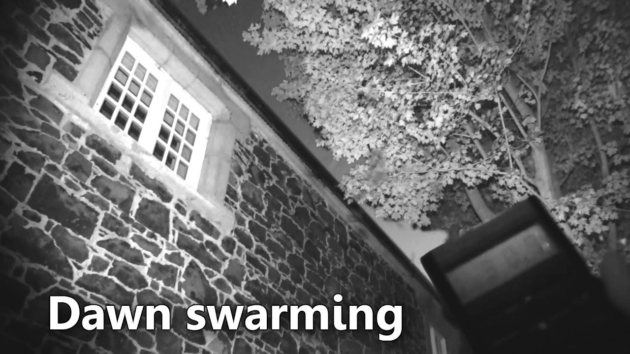 Mixed Pipistrelle roost emergence and dawn swarming