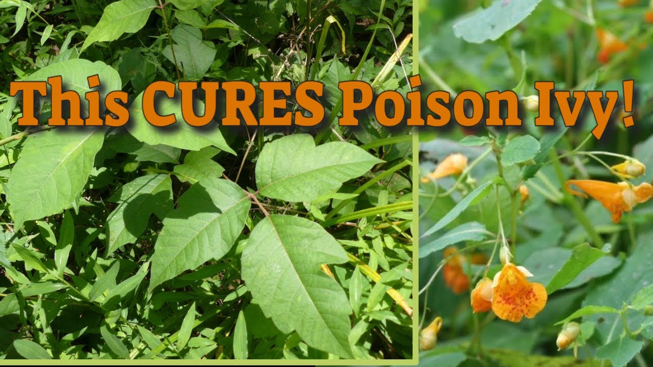 Antidote for Poison Ivy - Natures Treasure!