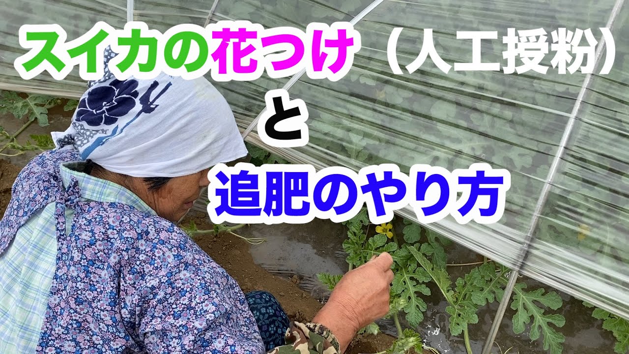 スイカの追肥　花つけ人工授粉