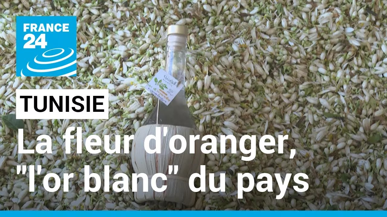 Tunisie : la fleur d'oranger, l'or blanc du pays • FRANCE 24