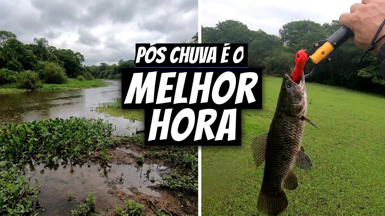 PESCARIA DE TRAÍRA pós chuva é o melhor momento pra pegar elas! #pescaria