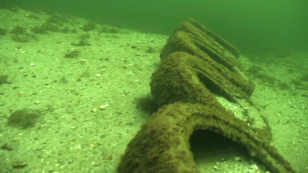 Slag Baardmannetje - Oostvoornse Meer, Nederland (testduik)