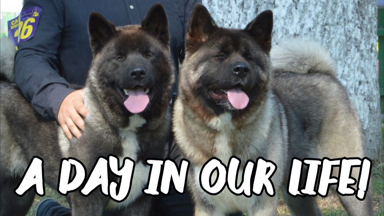 A day in the life of my two Akita puppies
