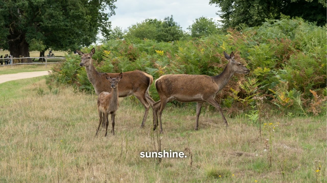 Richmond Park, Surrey, London, England 英國 倫敦 薩里郡 里奇蒙公園