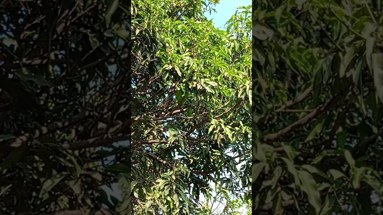 Just Nature | Wind, Trees & Birds #nature #birdsong #birds #birdsounds  #naturalsounds #natureaudio