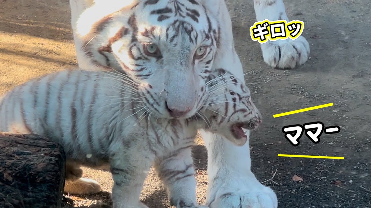 ママに首根っこ押さえ込まれた赤ちゃんトラの運命は⁉️ 1月20日 東武動物公園　ホワイトタイガー