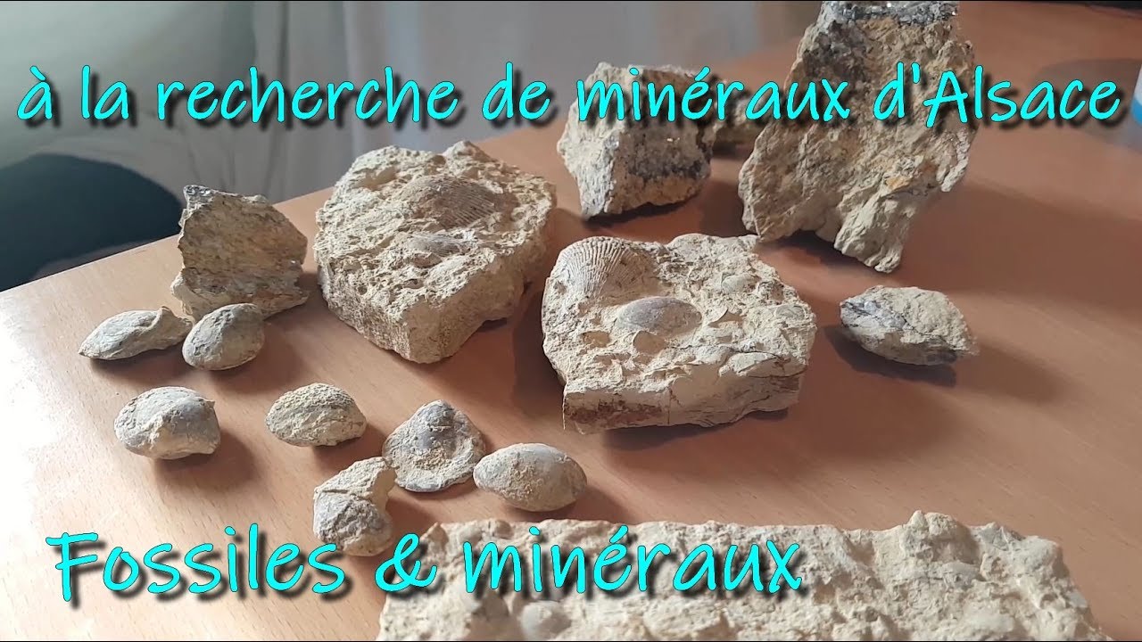 [MINÉRAUX] Fossiles et minéraux d'Alsace