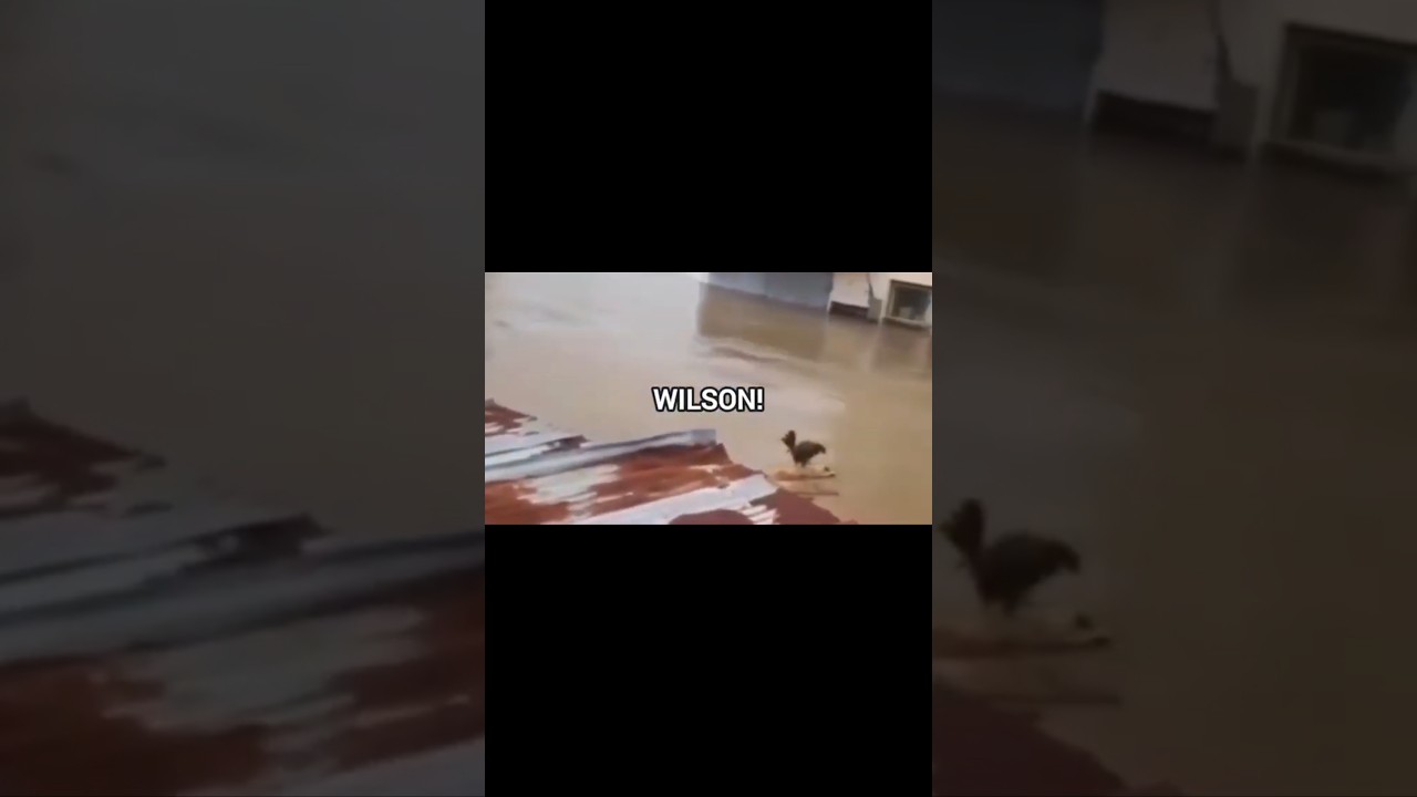 bug&uuml;nde wilson i&ccedil;in yakıyoruz 🥲         #wilson #chicken #loseinto #edit