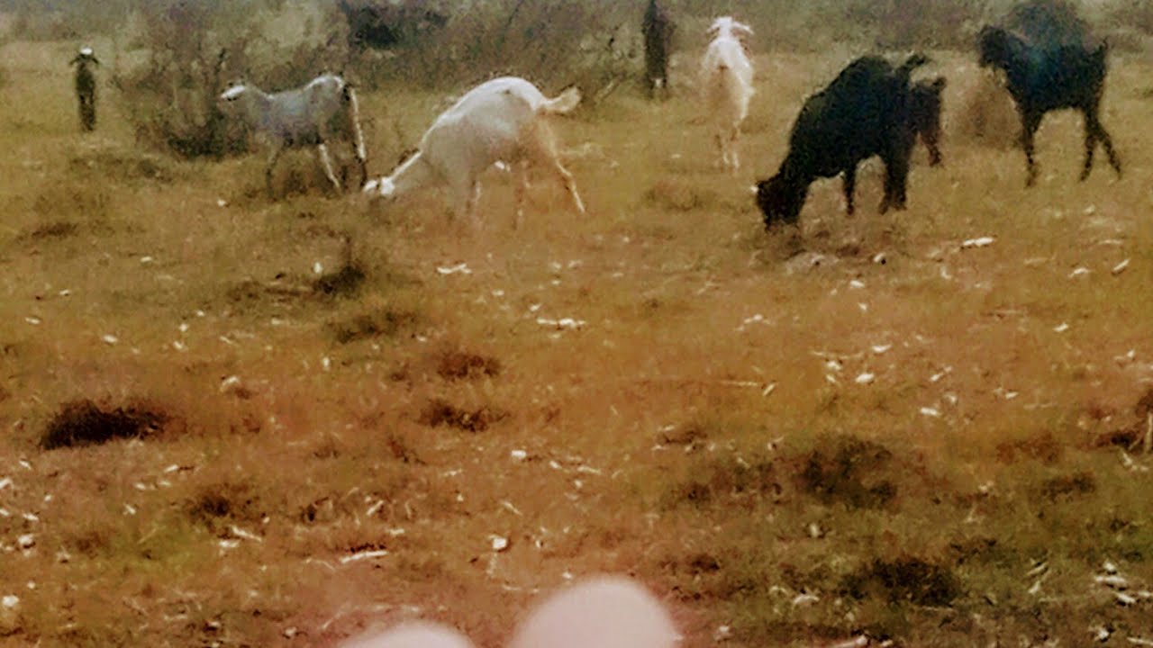 Hamari pyari pyari bakriyan 🐐🐐 😆 #long #video