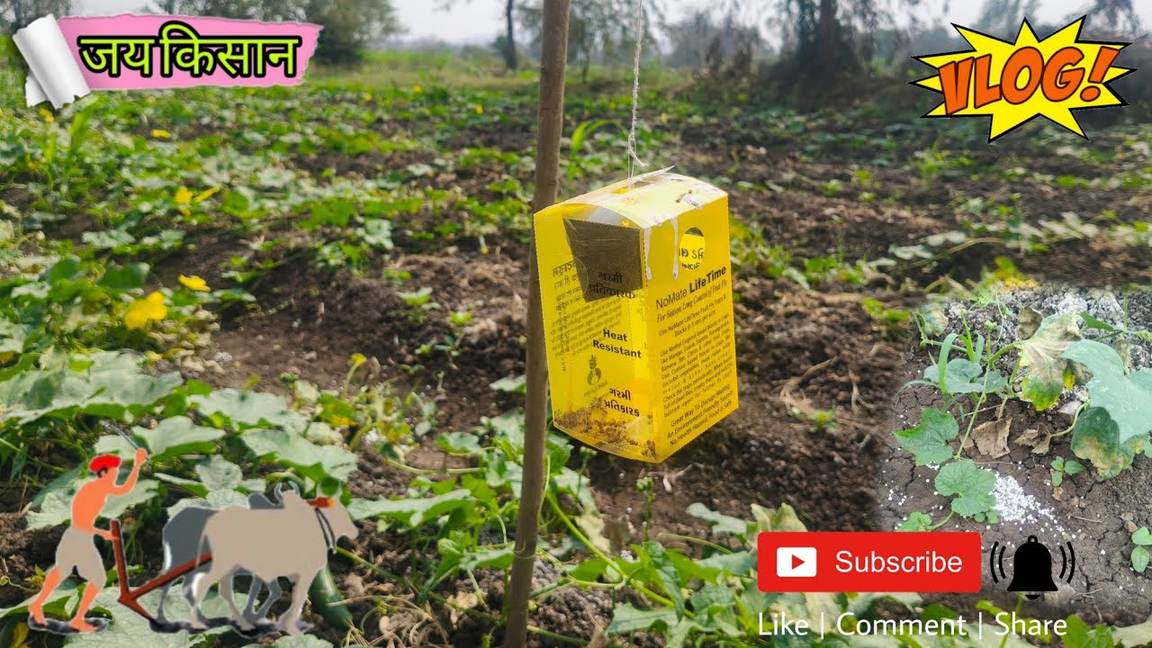 Hamare khet mein kam Kiya 😅 vlog 