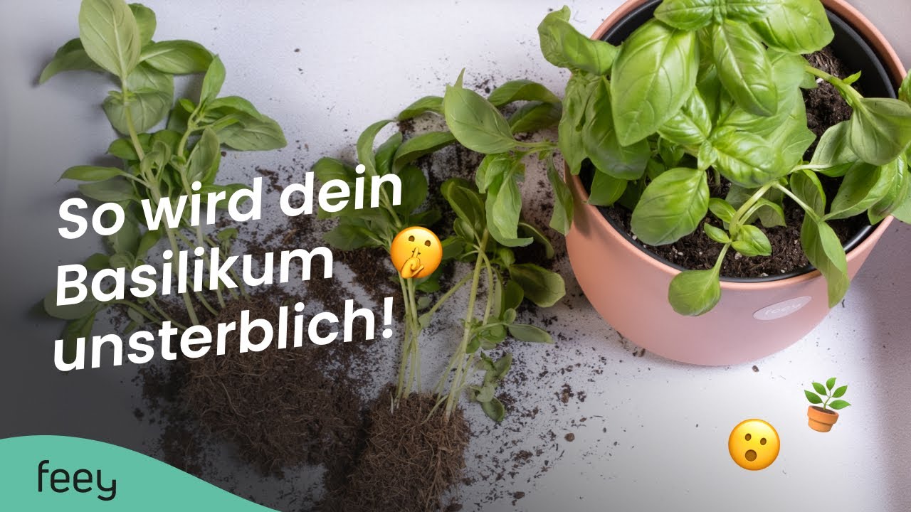 Basilikum richtig pflegen🌱