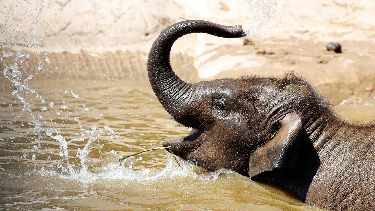 World Elephant Day: Abandoned elephant turns 3 at rescue center