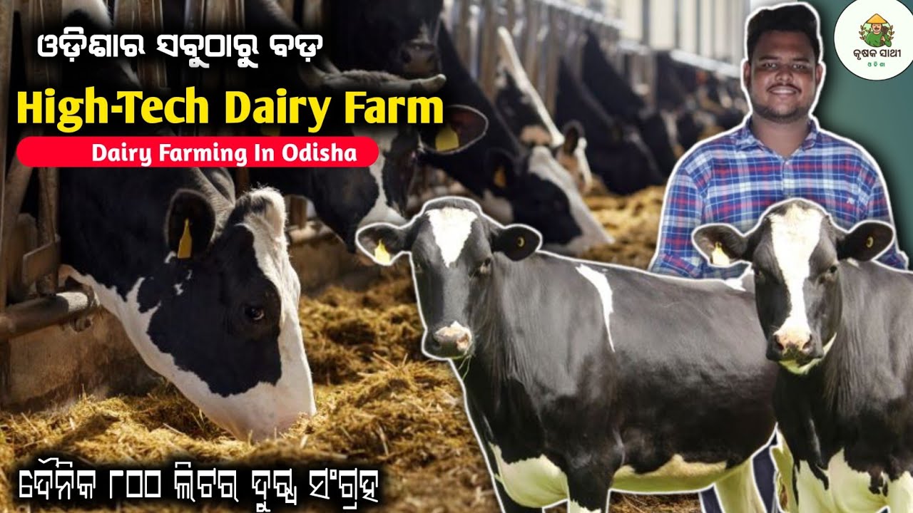 ହୋଲଷ୍ଟିନ ଗାଈର ବଡ ଫାର୍ମ |ଦୈନିକ ୮୦୦ ଲିଟର ଦୁଗ୍ଧ ସଂଗ୍ରହ(Dairy farming in odisha)HF Cow farming in odisha